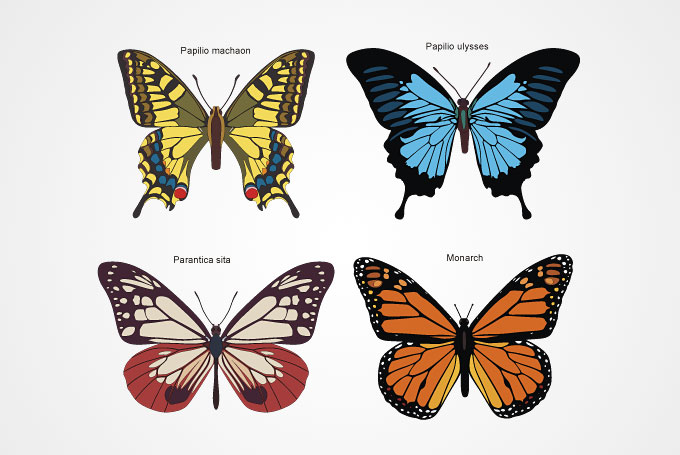 アゲハチョウなど4種類の蝶の無料ベクターイラスト素材 All Free